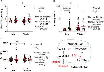 Distinctive biochemistry profiles associated with hyperuricemia between Tibetans and Hans in China
